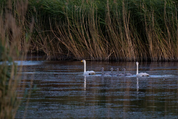 Aufnahme einer Singschwanfamilie, schwimmend in ihrem Habitat. © Mike