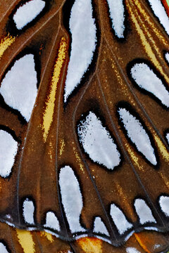 Gulf Fritillary butterfly, Dione vanillae, closeup of wing color pattern