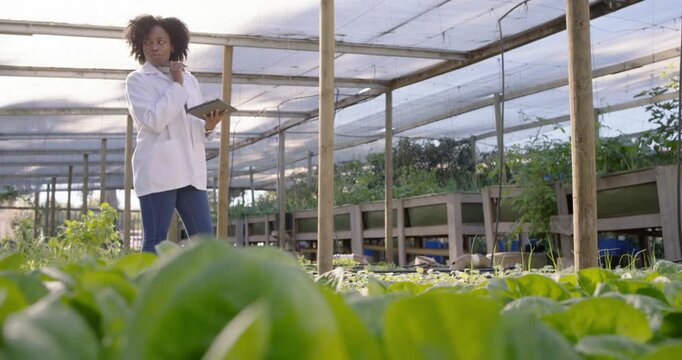 Camera panning African American woman inspecting leafy crops in greenhouse and logging on tablet