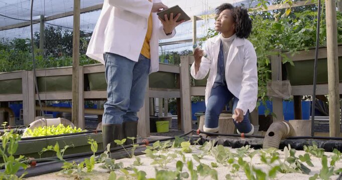 Diverse plant scientists, senior inspecting, sampling and checking tablet in greenhouse monitoring