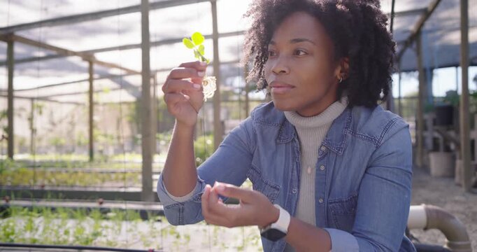 Mid adult woman in denim crouching in greenhouse lifting seedling from tray, assessing roots