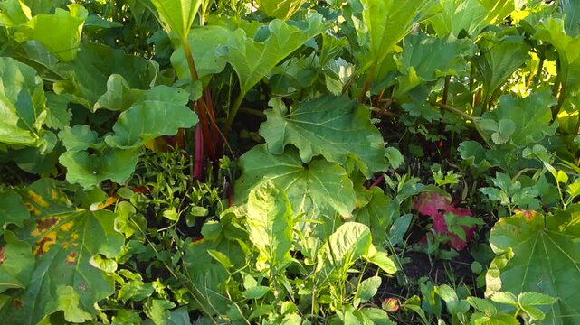 Abundant rhubarb plants with large green leaves and red stalks growing in a fertile garden bed under the bright, warm sunlight of a beautiful summer day, surrounded by other greenery