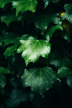 Moist spring forest ivy foliage with dewdrops closeup
