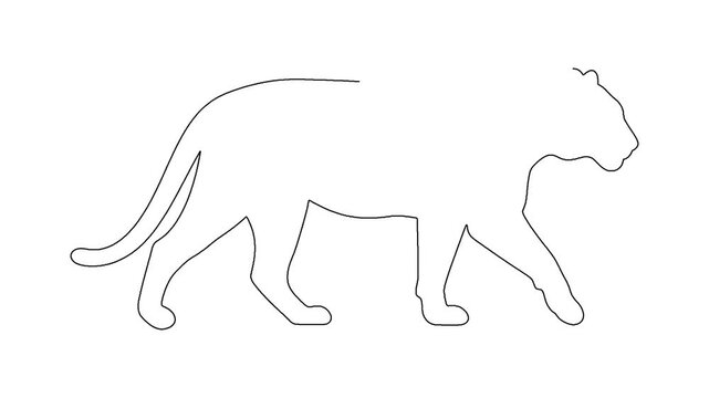 Continuous line drawing animation of a walking tiger side view on white background.
