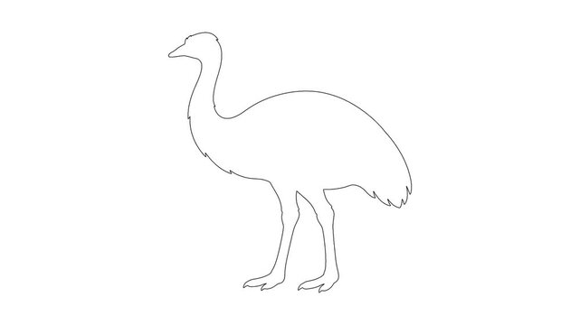 Continuous line drawing of an ostrich creating minimalist aesthetic motion footage.
