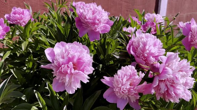Video background, Pink peonies bloom in a lush garden under bright sunlight. Perfect for spring ads, nature blogs, floral banners, and social media.