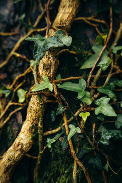 Ivy and vines on mossy tree in humid spring forest