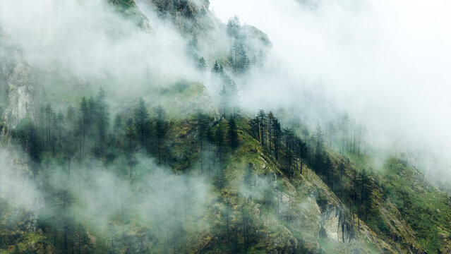Misty spring humid forest vegetation in Basque Country