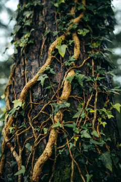 Spring ivy and vine climbing mossy tree trunk in forest