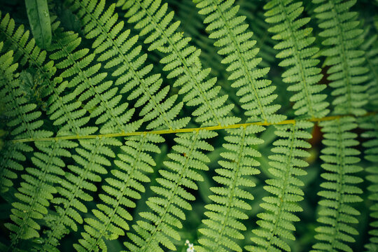 Close-up of lush spring fern fronds in humid forest