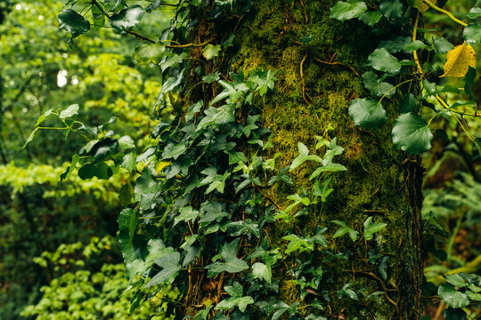 Mossy tree trunk with ivy in humid spring forest