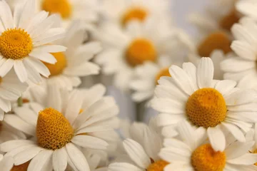 Smoke close-up selective soft focus cream beige white, yellow small medical Chamomile Flower, petal bouquet. Natural art neutral blur background. © Liliia