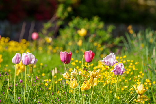 Mix of colorful tulips and wildflowers growing in the grass