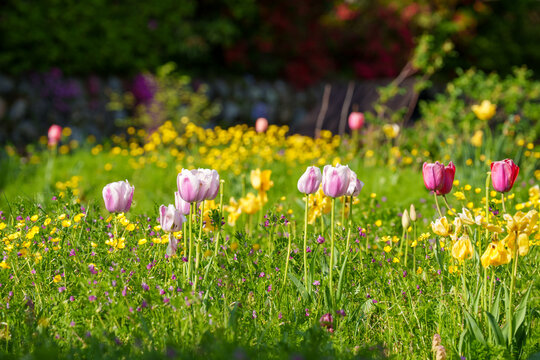 Mix of colorful tulips and wildflowers growing in the grass