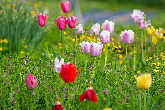 Mix of colorful tulips and wildflowers growing in the grass