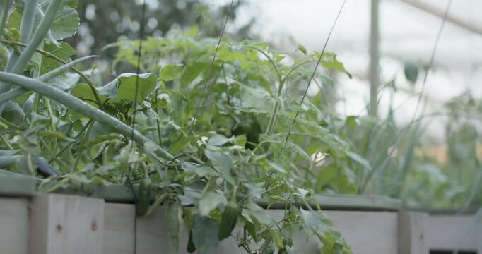 Camera is panning right, herbs in raised-planter are swaying, revealing greenhouse post