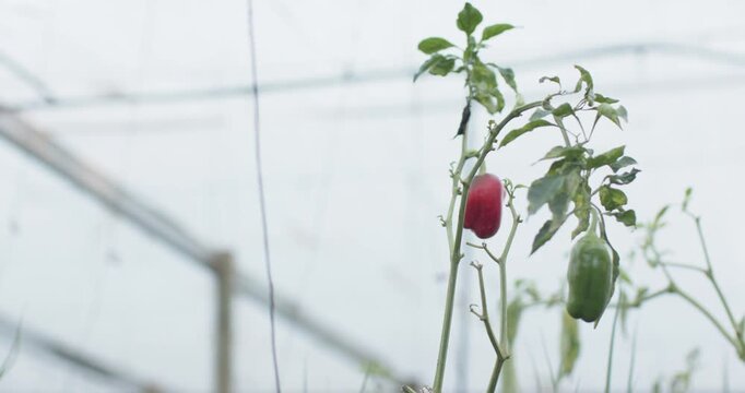 Camera is pulling back as greenhouse breeze is swaying pepper plant, revealing trellis, nearby crop