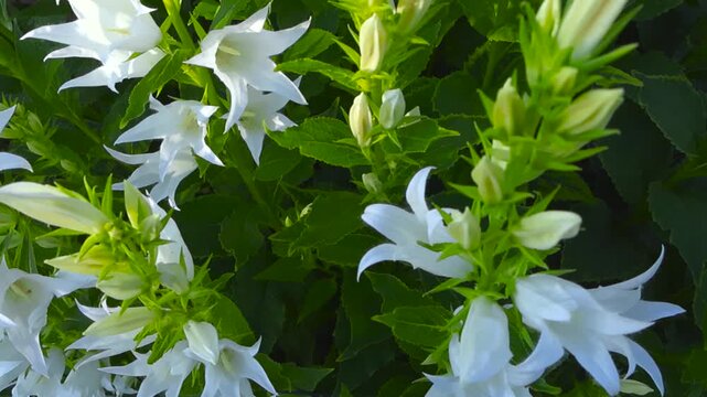 Close up view of delicate white campanula flowers, also known as bellflowers, gently swaying in the sunlight with lush green leaves creating a beautiful natural floral background