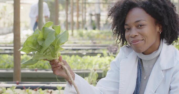 Woman in white coat lifting fresh lettuce roots inspecting leaf quality in greenhouse, copy space