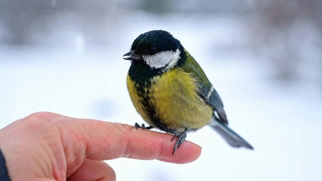 Tit bird perched on human finger in winter snow, close-up wildlife interaction parus major nature