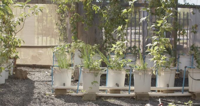 Camera is pulling back revealing white plastic planters with blue PVC pipe to show plant nursery