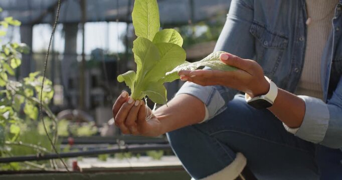 Mid-adult African woman kneeling, inspecting seedling in greenhouse during check, holding roots