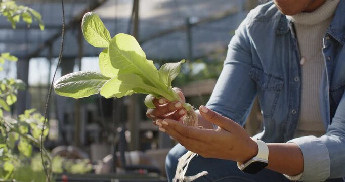 Spotting root growth, African woman kneeling in greenhouse, inspecting lettuce roots, copy space
