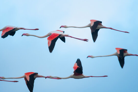 Flamingos soaring over Fuente de Piedra Lagoon