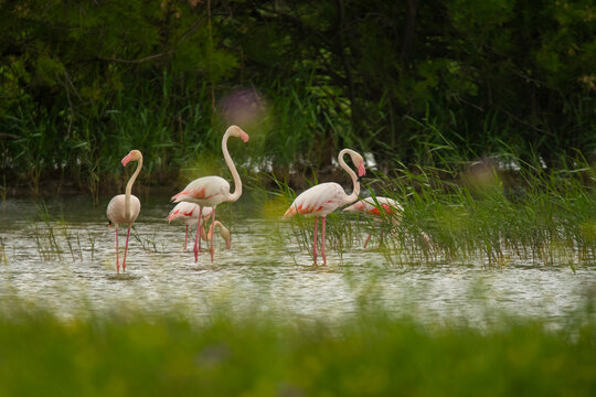 Pink flamingos in Andalusian lagoon landscape