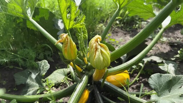 A steady shot revealing a vibrant yellow zucchini bush with blooming yellow flowers and fresh vegetables growing on fertile soil in a sunny outdoor garden, ideal for organic farming concepts.