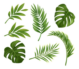 Collection of realistic tropical palm and monstera leaves isolated on white. Lush green botanical foliage for summer designs, nature themes, branding, packaging, invitations, and decoration. © zahozhenko