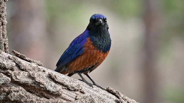 Vibrant blue-capped rock thrush perched on tree bark, close-up nature wildlife portrait monticola cinclorhynchus
