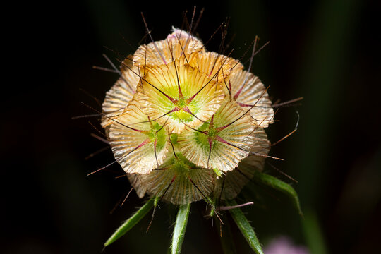 Macro documentary of a spring wildflower seed head close-up