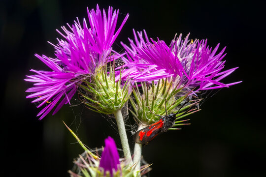 Royal Burnet moth on Galactites elegans in spring macro