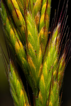 Macro documentary of spring grass seed head in sunlight
