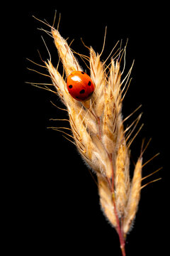 Macro documentary of Coccinella septempunctata in spring