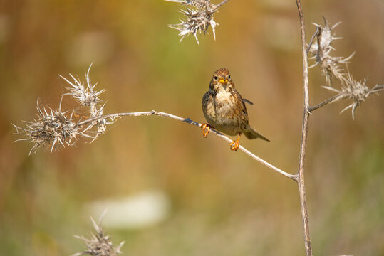 Corn bunting perched on a dry plant branch in sunlight