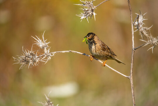Corn bunting perched with larvae in beak