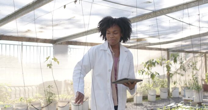 Woman lab-coated doing routine greenhouse checks, touching strings and tapping tablet among pots