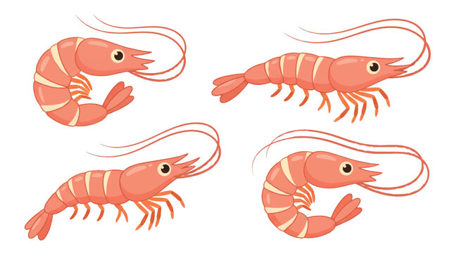 Collection of Fresh Pink Shrimp and Prawn Illustrations Ready for Delicious Culinary Recipes and Seafood Dishes