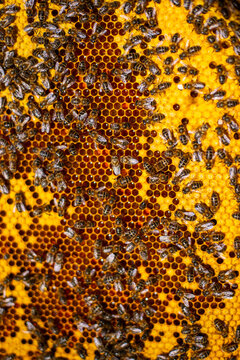 Beehives buzzing with honeybees during honey harvesting