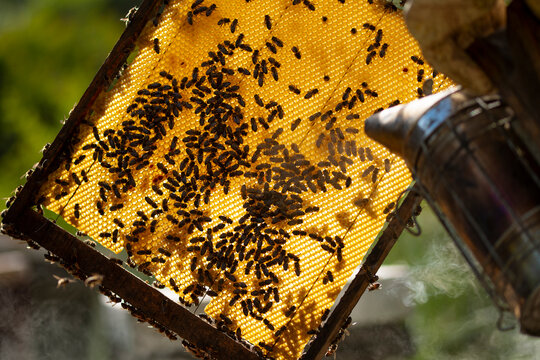 Beekeeping frame with bees during honey harvest