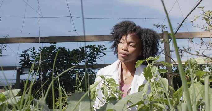 Midadult African woman in lab coat closing, opening eyes inspecting raised-bed plants under trellis