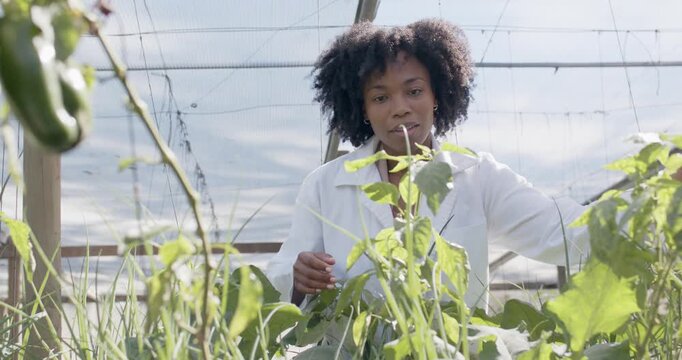 Mid-adult African woman in white lab coat scanning plants, reaching and lifting leaf in greenhouse