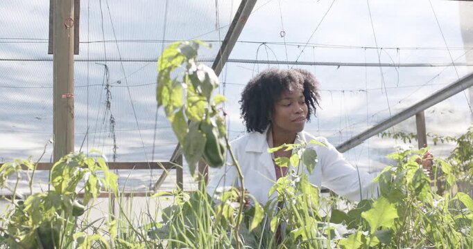 Woman in white coat looking right reaching plants greenhouse inspecting wires checking health