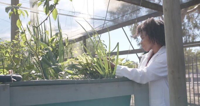 African American woman in labcoat examining and pruning planter for test in hoophouse, copy space