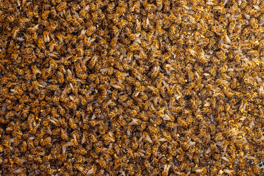 Dead Bees On Ground In Winter, Cold Weather Impact On Pollinators, Seasonal Loss