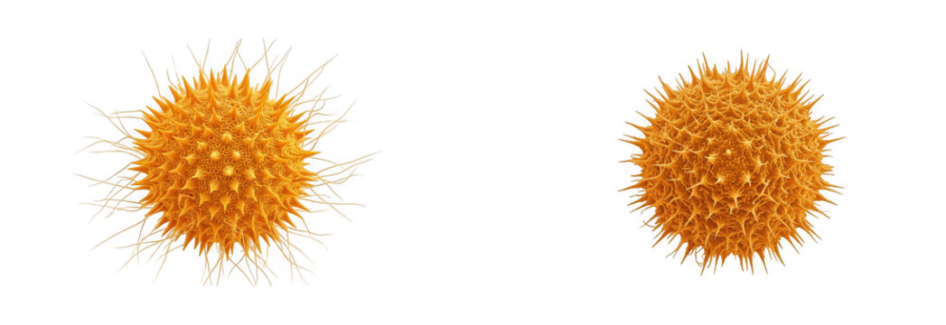 3d render of orange spiky pollen grains isolated on transparent background