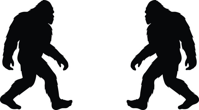 Bigfoot or Sasquatch silhouette walking pose for mysterious wilderness and cryptozoology design concepts