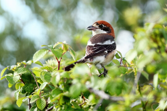 Red-backed shrike in a vibrant natural habitat